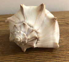 Horse Conch Varigated￼ Shell, 6