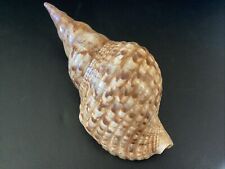 Triton's Trumpet Charonia Tritonis Conch Natural Seashell Shell 7 1/2