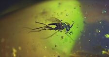2 Detailed Burmese Amber Fossil Fly picture