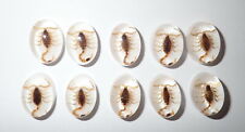 Insect Cabochon Golden Scorpion Oval 12x18 mm on white bottom 10 pieces Lot picture
