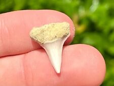 Bakersfield Fossil Mako Sharks Tooth California Megalodon Age Shark Tooth Hill picture