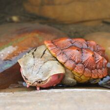 【In-Stock】 Animal Heavenly Body Matamata Turtle Chelus fimbriata Statue picture