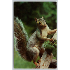Postcard The Friendly Grey Squirrel picture