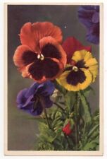 Pansy Flowers c1940's Viola Tricolor, Thor E. Gyger, vintage Swiss postcard picture