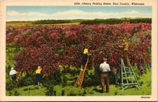 Door County Wisconsin Cherry Picking Scene Vintage Postcard Sturgeon Bay PM 1950 picture