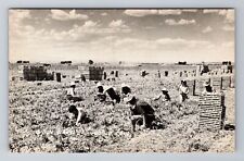 Pueblo CO-Colorado, Onion Harvest, Antique, Vintage Souvenir Postcard picture