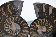 RARE 1 in 100 BLACK PAIR Ammonite Crystal LARGE 95mm Dinosaur FOSSIL 3.7