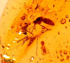 Ultra RARE True Female Mosquito with Worker Ant in Dominican Amber Fossil picture