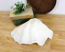 Natural Giant Clam Shell Tridacna Gigas  11” x 8” Very Clean Seashell | F84 picture