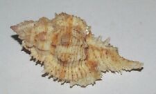 60 mm GREAT PATTERN Siratus Elliscrossi Murex Seashell #A1 Kagoshima Japan picture