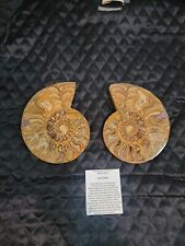 Large Ammonite Pair Multi golden Color Crystals large 5.75