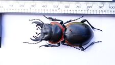Coleoptera Carabidae Mouhotia sp? Great Very Rare picture