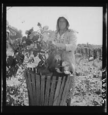 Independence,Oregon,OR,Polk County,Farm Security Administration,1939,FSA,13 picture