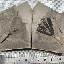 Exquisite Ginkgo Leaf Plant Fossils from the Jurassic Daohugou Period picture