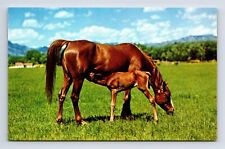Dinnertime Foal Nursing on Mother Horse Chrome Postcard picture