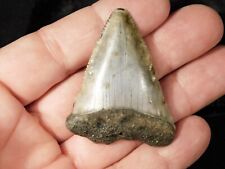 ANCESTRAL Great WHITE Shark Tooth Fossil 100% Natural 17.0gr picture