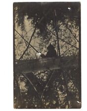 c1910 Bobcat/Mountain Lion? In Tree Elkton Oregon OR RPPC Postcard Sent To Guard picture