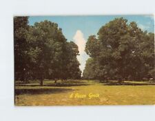 Postcard A Pecan Grove Florida USA picture