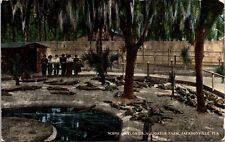 Jacksonville Florida~Alligator Farm~Group Watches~Palm Trees~c1910 Postcard picture