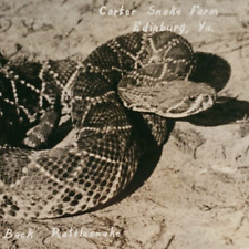 Diamondback Rattlesnake RPPC Postcard 1930s Edinburg Virginia Snake Farm A1143 picture