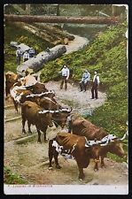 Early Logging Postcard Oxen Hauling Logs. Washington. C. 1910 Logging History picture