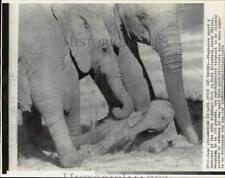 1975 Press Photo Elephants at Addo Elephant Park, Port Elizabeth, South Africa picture