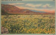 Wild Daisies On  Desert California Prairie Posted Field Vintage Linen Post Card picture