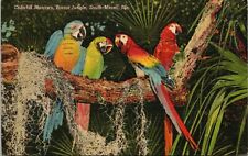 Colorful Macaws Parrot Jungle South Miami, FL. - Postcard  picture