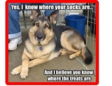 Funny German Shepherd Dog Your Socks Refrigerator / Tool Box  Magnet picture