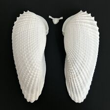 Cyrtopleura costata (Angel Wing), 123mm+, PHOLADIDAE seashell from Florida picture