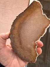 W5 Petrified Palm Wood Slab Mirror Finish Both Sides picture