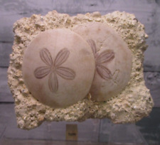 Awesome Fossil Miocene Sand Dollar Pair Scutella faujasii on Matrix France picture