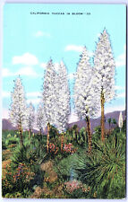 Postcard CA California Yuccas in Bloom K10 picture