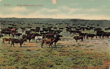 RANGE CATTLE COWS GOING TO WATER POSTCARD CHINOOK MT MONTANA 1909 picture