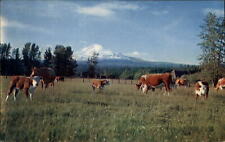 Washington Mount Adams cattle ranch ~ 1950-60s vintage postcard picture