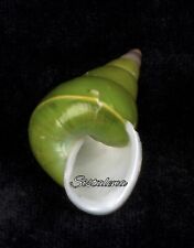 Green Snail Shell from Papua New Guinea~W 1.5 H 2”-Different Sizes picture