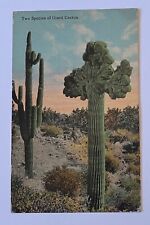 Phoenix AZ Arizona Postcard 1913 Two Species of Giant Cactus Desert Antique picture
