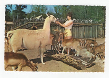 Florida's Silver Springs Llamas at International Deer Ranch VTG Postcard Unpsted picture