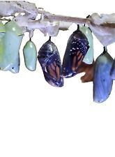 1 Monarch Butterfly Chrysalis 🦋  picture