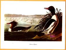 American Merganser-Audubon Birds Print(Roger Tory Peterson)1950's   picture