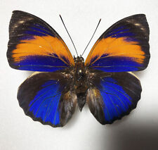 AGRIAS PHALCIDON EXCESIOR***** male Nr. 1  ****BRAZIL picture