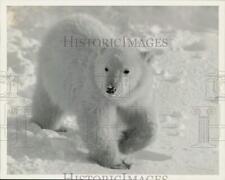 1990 Press Photo Photo of polar bear in his habitat taken by Ted Gary of Chicago picture