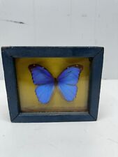 Real Morpho Butterfly Morphidae Blue picture