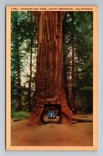 CA-California, Chandelier Tree, Driving Through Giant Redwood, Vintage Postcard picture