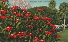 Postcard FL Poinsettias in Bloom Florida 1948 Linen Unposted Vintage PC H1687 picture