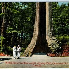 c1920s Unposted Vancouver British Columbia Can Big Tree Postcard Rare No Car A23 picture