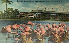 Hialeah Race Course Flamingos Florida Postcard FL picture