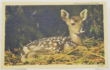 Postcard White-Tailed Spotted Fawn, Unposted picture