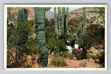 Giant Cactus, Scenic Desert View Of Plants, Vintage Postcard picture