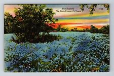Blue Bonnets, The State Flower Of Texas, c1946 Vintage Souvenir Postcard picture